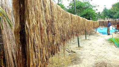 Photo of Jute delighted Rajshahi farmers