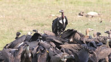 Photo of The International Vulture Awareness Day is today