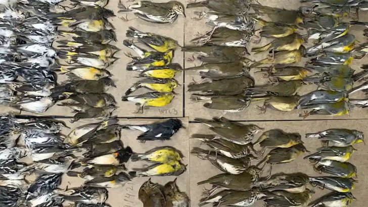 300 migratory birds die in collision at World Trade Center