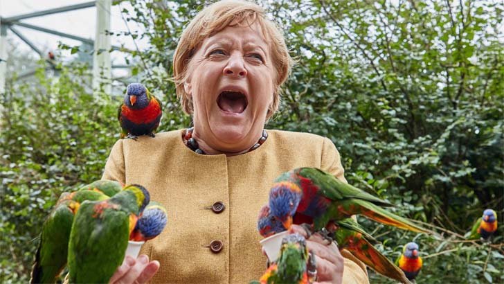 Merkel being attacked by bird during the election campaign