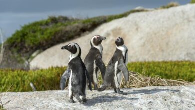 Photo of 63 African penguins die from bee stings