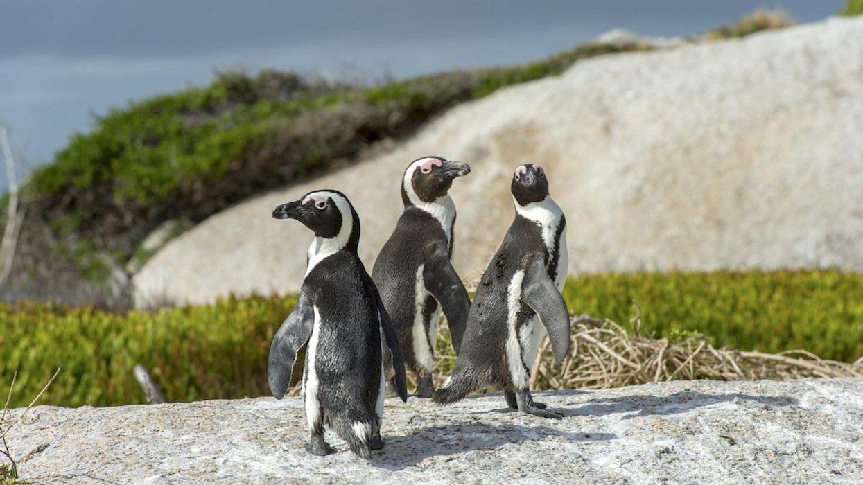 63 African penguins die from bee stings