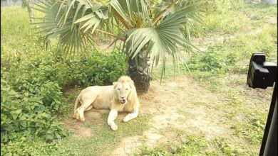 Photo of White lion dies at Bangabandhu Safari Park