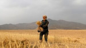 Taliban launches Work-in-Trade Program for wheat in Kabul