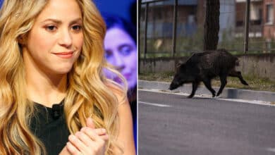 Photo of Shakira is attacked by wild pigs