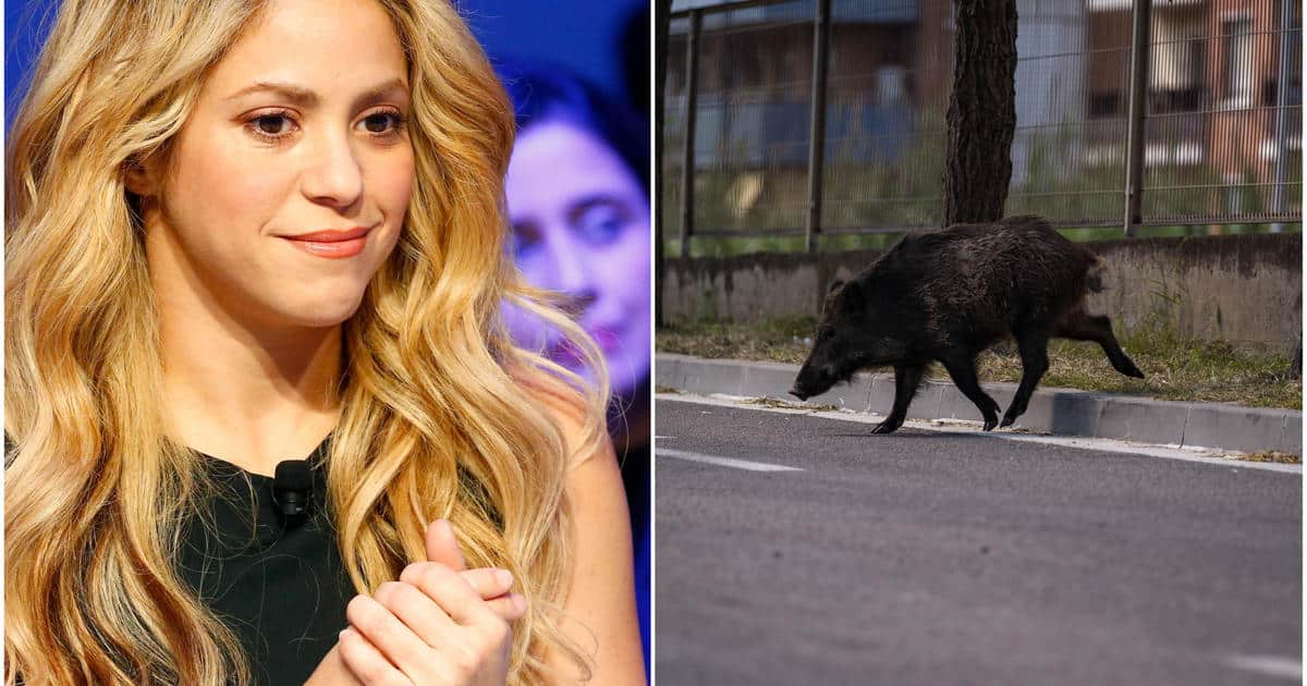 Shakira is attacked by wild pigs