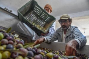 Algerian farmer's olive oil wins global recognition
