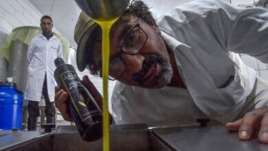 Photo of Algerian farmer’s olive oil wins global recognition