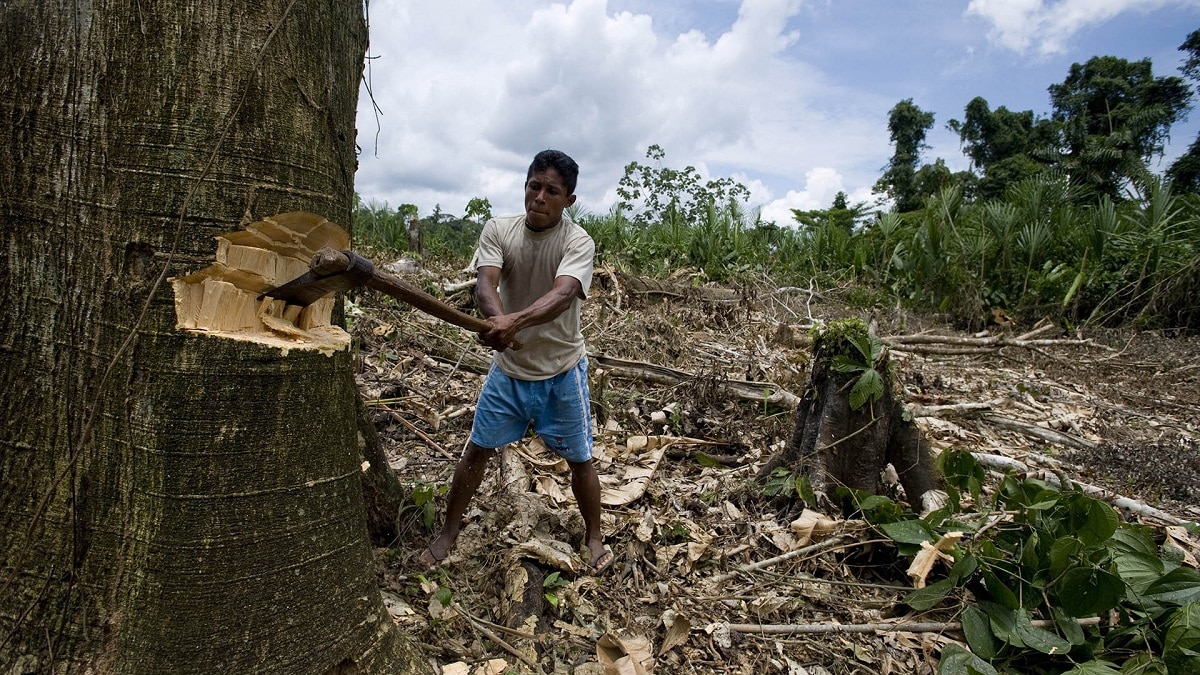 Bangladesh to consider joining pledge to end deforestation