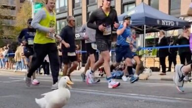 Photo of Cute duck participates in the New York City Marathon ( video )