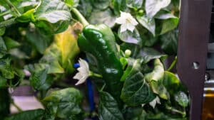 NASA astronauts grow chili peppers in space