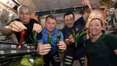 Photo of NASA astronauts grow chili peppers in space