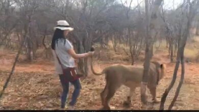 Photo of industry mogul Harsh Goenka’s Daughter Takes A Walk With A Lion