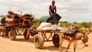 Photo of One in four Somalis face acute hunger due to drought: UN