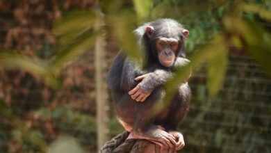 Photo of Chimpanzee killed by resident chimps after being introduced to sanctuary