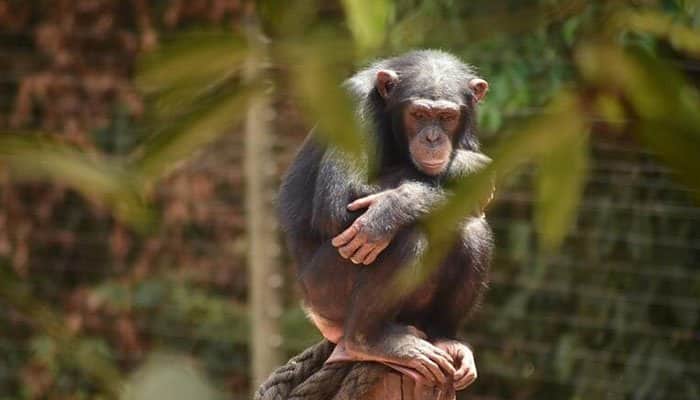 Chimpanzee killed by resident chimps after being introduced to sanctuary