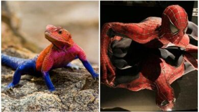 Photo of ‘Spider-Man’ lizard goes viral on Twitter