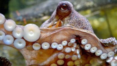 Photo of World’s first octopus farm on cards