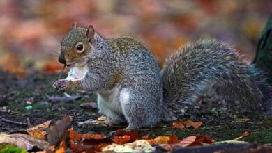 Photo of Squirrel attacks, injures 18 people in 2 days