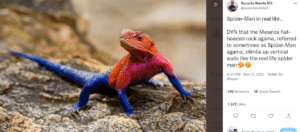 'Spider-Man' lizard goes viral on Twitter