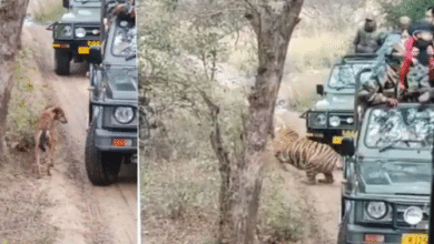 Photo of Watch: Video of tigress attacking dog goes viral