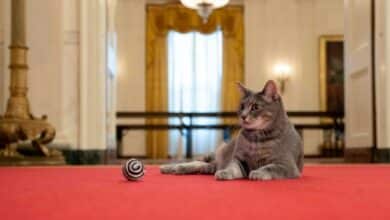 Photo of First Feline takes up residence in Biden White House