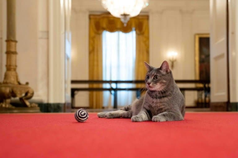 First Feline takes up residence in Biden White House