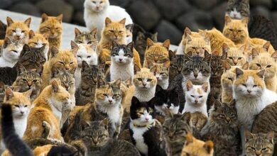 Photo of Alarming: In past 3 years, cats have put more than 100 house on fire