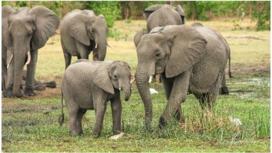 Photo of Runaway frenzied elephant herd breaks into Bangladesh park