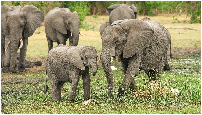 Runaway frenzied elephant herd breaks into Bangladesh park