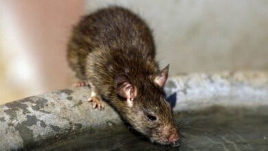 Photo of Dead rat gets accidentally chewed by Spanish man
