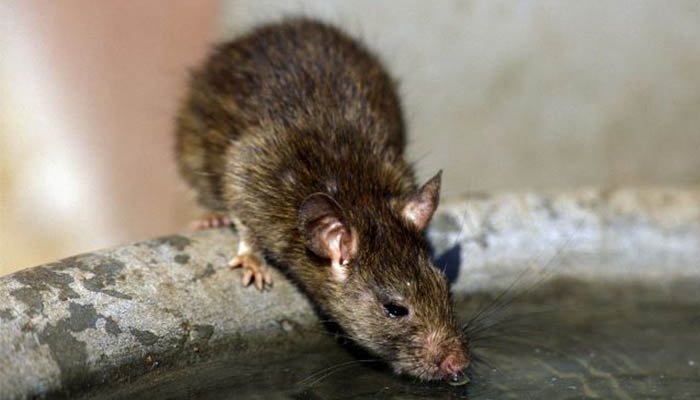 Dead rat gets accidentally chewed by Spanish man