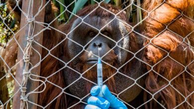 Photo of Chilean zoo jabs big cats, orangutan against COVID-19