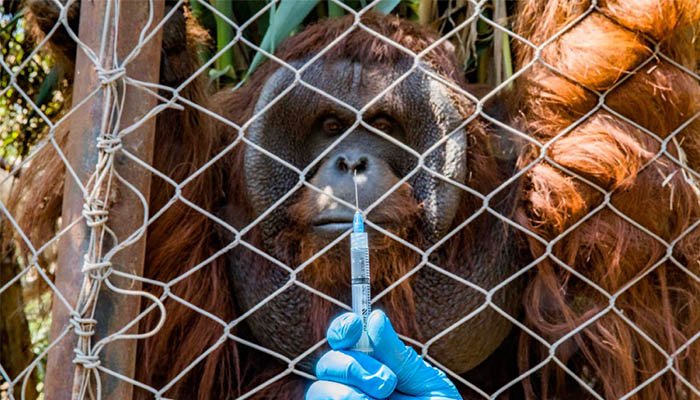Chilean zoo jabs big cats, orangutan against COVID-19