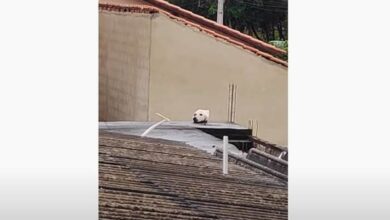 Photo of Watch: Unbelievable illusion created by cat made her look like a dog