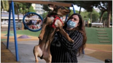 Photo of Dog custody: Spain to consider pets’ welfare in divorce battles