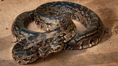 Photo of WATCH: Traffic comes to halt as python crosses busy road