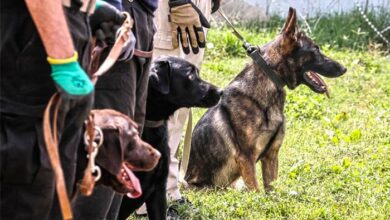 Photo of USA: Schools use trained dogs to rule out COVID-19 cases