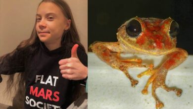 Photo of Newly discovered frog named after Swedish climate activist Greta Thunberg