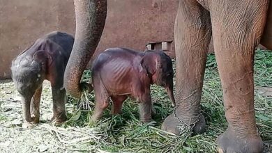 Photo of Rare baby elephant twins born in Kenya