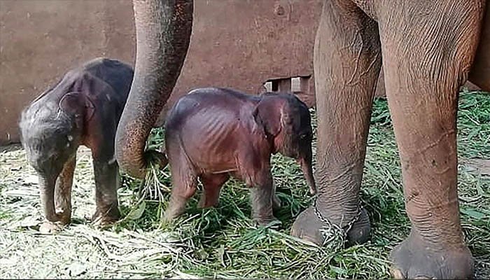 Rare baby elephant twins born in Kenya
