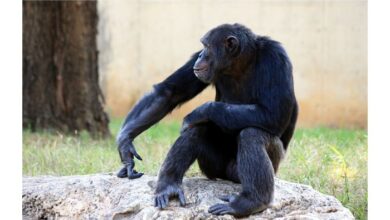 Photo of Copy or innovate? Study sheds light on chimp culture