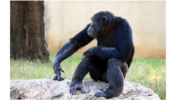 Copy or innovate? Study sheds light on chimp culture
