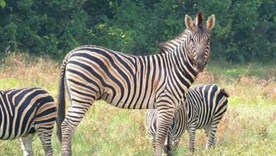 Photo of Zebra deaths: two officials withdrew from Safari Park