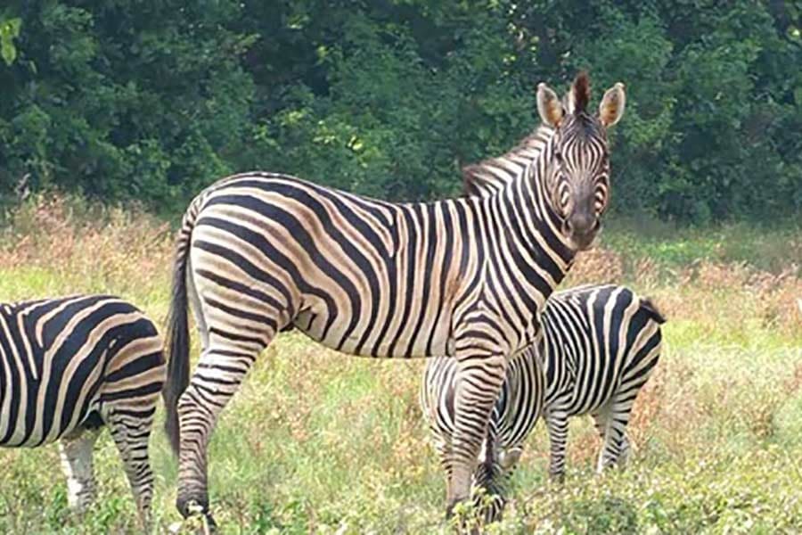 Zebra deaths: two officials withdrew from Safari Park