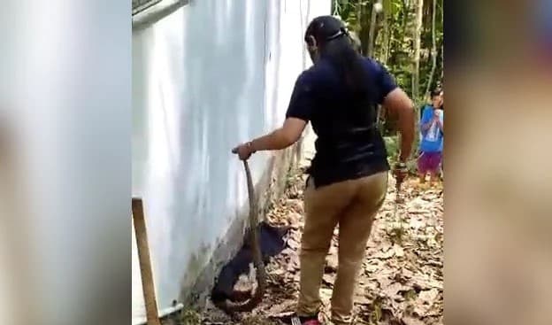 Watch: Forest official captures slithering cobra