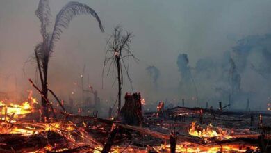 Photo of Forest fire rages across Kenya national park