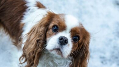 Photo of Breeding ban for bulldogs and cavaliers in Norway