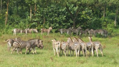 Photo of Govt to file criminal case over zebra deaths at Safari park
