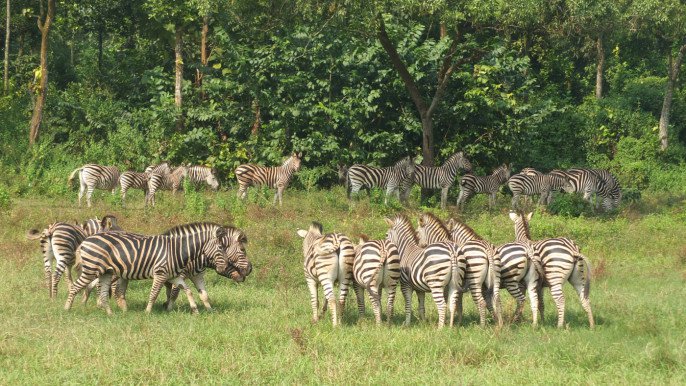 Govt to file criminal case over zebra deaths at Safari park
